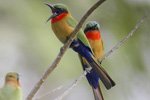 Red-throated Bee-eater